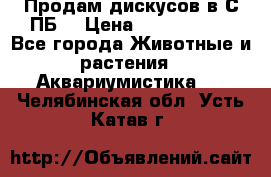 Продам дискусов в С-ПБ. › Цена ­ 3500-4500 - Все города Животные и растения » Аквариумистика   . Челябинская обл.,Усть-Катав г.